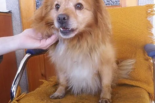 Mały, kudłaty Dropsik - grzeczny psiak adopcja