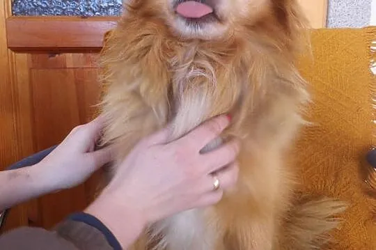 Mały, kudłaty Dropsik - grzeczny psiak adopcja