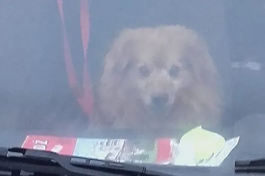 Mały, kudłaty Dropsik - grzeczny psiak adopcja