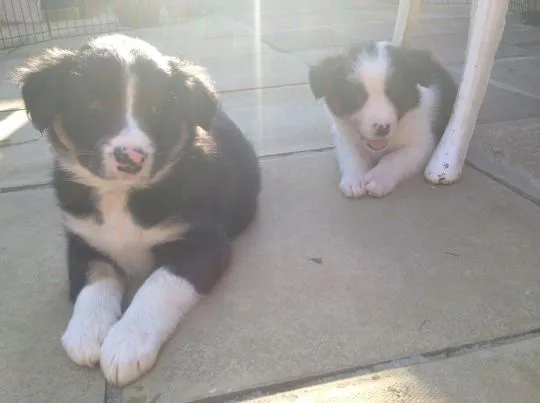 niesamowity Szczeniaki Border Collie. whatsapp +48782076170, , Kiełpin
