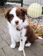 niesamowity Szczeniaki Border Collie. whatsapp +48782076170