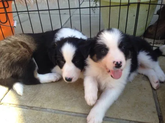 niesamowity Szczeniaki Border Collie. whatsapp +48782076170, , Kiełpin