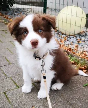 niesamowity Szczeniaki Border Collie. whatsapp +48782076170