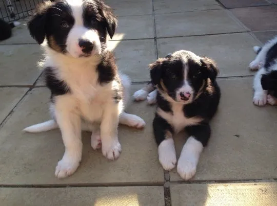 niesamowity Szczeniaki Border Collie. whatsapp +48782076170, , Kiełpin