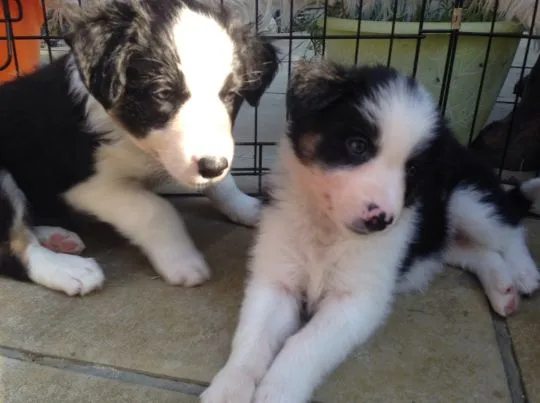 niesamowity Szczeniaki Border Collie. whatsapp +48782076170, , Kiełpin