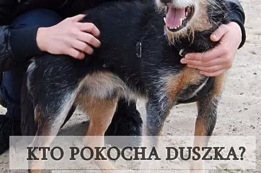 Kochany Duszek, mix terier niemiecki- po wielu lat