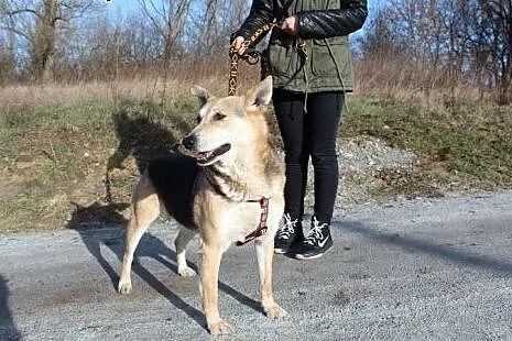 Wesoły energiczny psi senior szuka domu,  dolnoślą