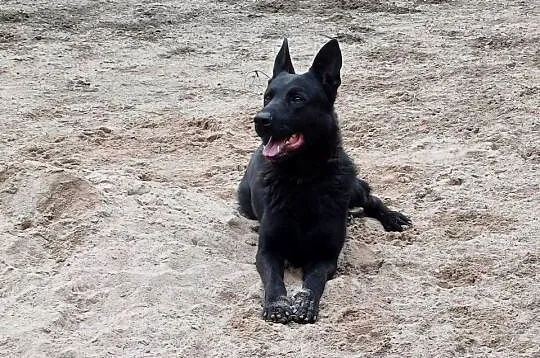 Owczarki belgijskie, Wielkopolskie, Kalisz