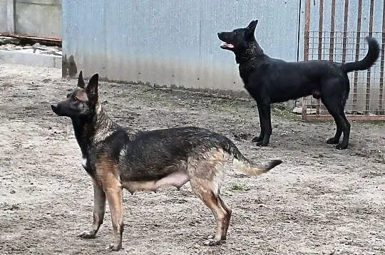 Owczarki belgijskie, Wielkopolskie, Kalisz