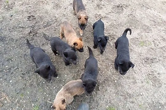 Owczarki belgijskie, Wielkopolskie, Kalisz