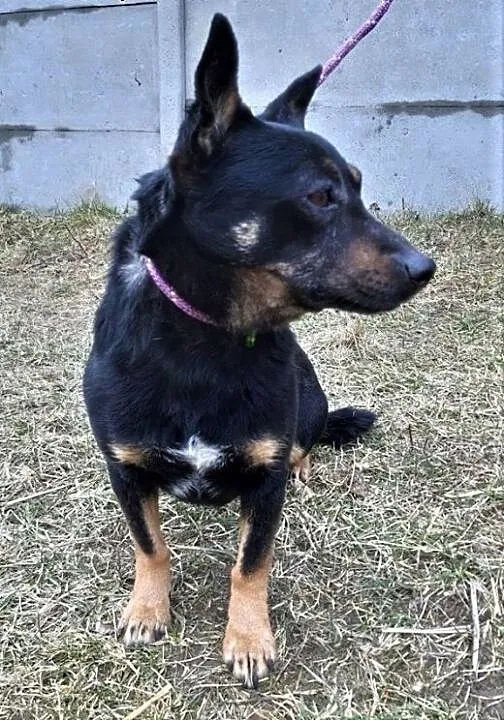 MRÓWKA - oddana jak śmieć do schroniska po 2 latach od adopcji, szuka domu, mazowieckie Warszawa, Mazowieckie, Warszawa