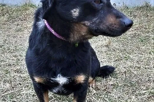 MRÓWKA - oddana jak śmieć do schroniska po 2 latach od adopcji, szuka domu,  mazowieckie Warszawa, Mazowieckie, Warszawa