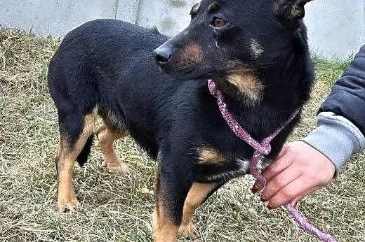 MRÓWKA - oddana jak śmieć do schroniska po 2 latach od adopcji, szuka domu,  mazowieckie Warszawa, Mazowieckie, Warszawa