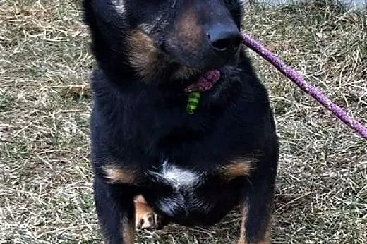 MRÓWKA - oddana jak śmieć do schroniska po 2 latach od adopcji, szuka domu,  mazowieckie Warszawa, Mazowieckie, Warszawa