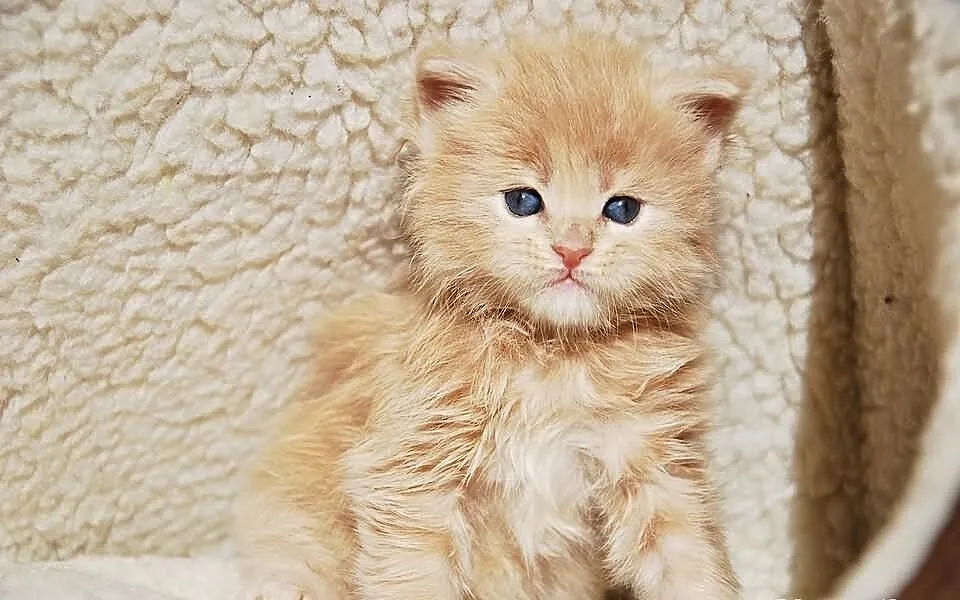 Śliczne kocięta Maine Coon