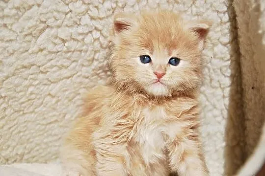 Śliczne kocięta Maine Coon