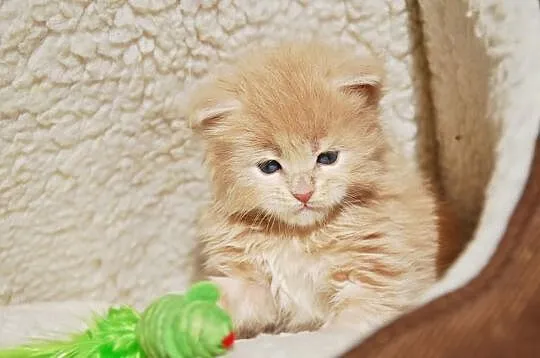 Śliczne kocięta Maine Coon