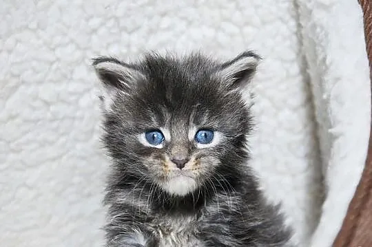 Śliczne kocięta Maine Coon
