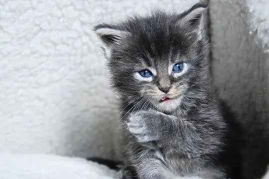 Śliczne kocięta Maine Coon