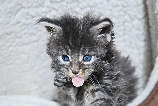 Śliczne kocięta Maine Coon