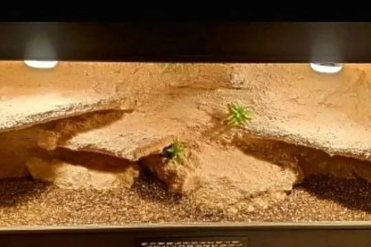 Okazja terrarium dla żółwia greckiego agamy brodatej