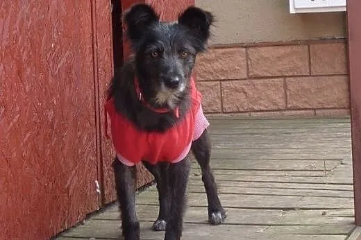 Kaja – prawdziwy diament do adopcji,  ma