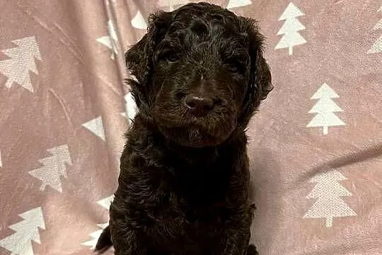 Brązowy Samiec Aussiedoodle