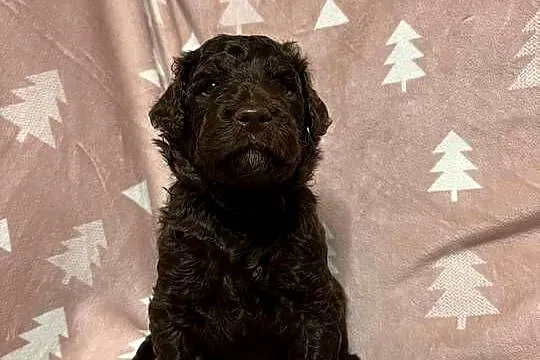 Brązowy Samiec Aussiedoodle, Wielkopolskie, Czarnków