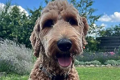 Brązowy Samiec Aussiedoodle, Wielkopolskie, Czarnków