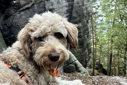 Brązowy Samiec Aussiedoodle, Wielkopolskie, Czarnków