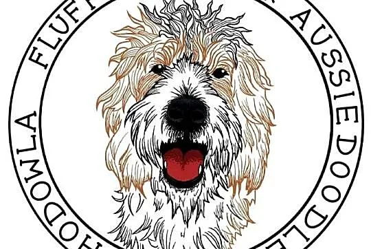 Brązowy Samiec Aussiedoodle, Wielkopolskie, Czarnków