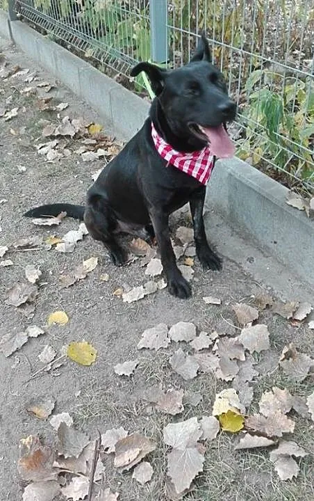 Salvo - średni, przyjazny pies - do adopcji, mazo