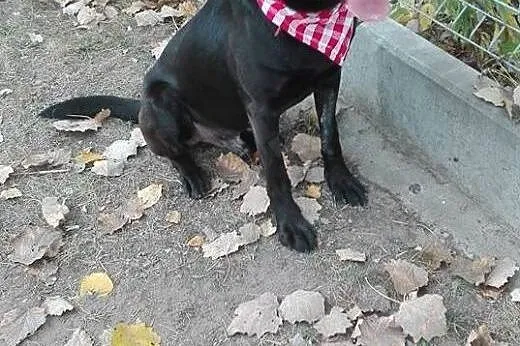 Salvo - średni, przyjazny pies - do adopcji,  mazo