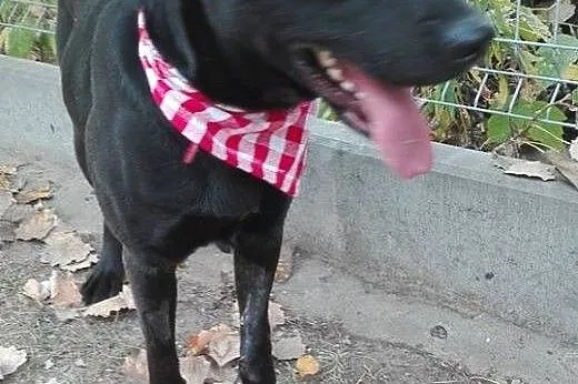 Salvo - średni, przyjazny pies - do adopcji,  mazo