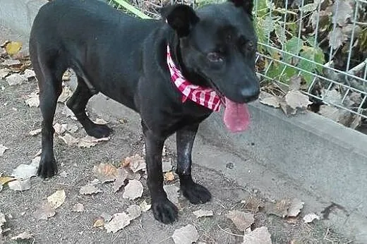 Salvo - średni, przyjazny pies - do adopcji,  mazo