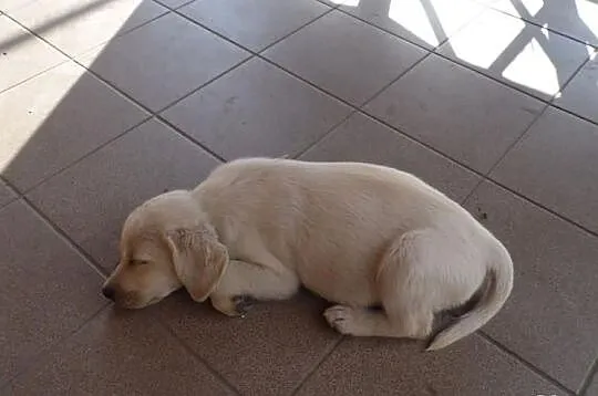 Piękne szczeniaki Labrador. GOTOWE DO ODBIORU
