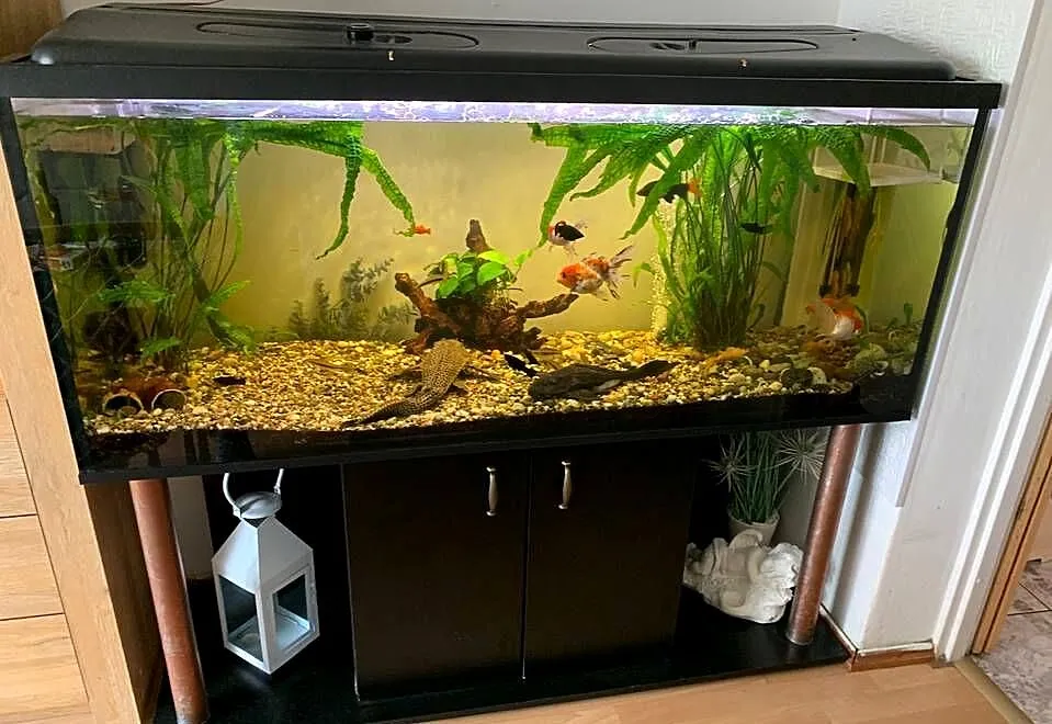 Akwarium 450 l, Zachodniopomorskie, Dębno