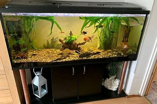 Akwarium 450 l, Zachodniopomorskie, Dębno