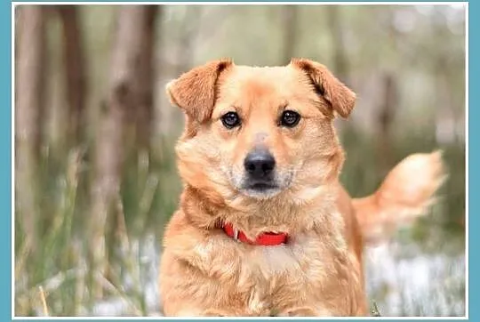 10 kg, łagodna, przytulaśna,przyjacielska sunia SABITKA_Adopcja