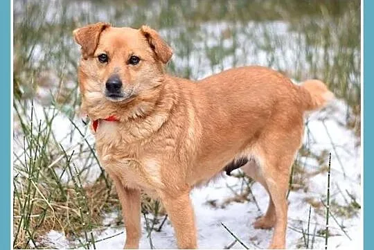 10 kg, łagodna, przytulaśna,przyjacielska sunia SA