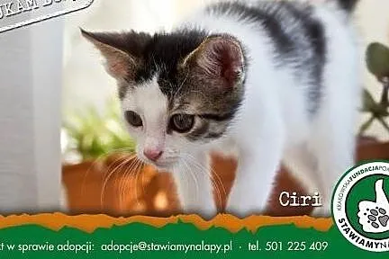 Ciri. Fundacja Stawiamy Na Łapy,  małopolskie Kraków