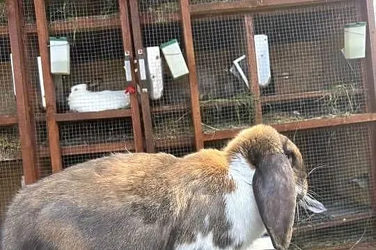 Francuski Baran madagaskarowy srokacz z rodowodem, Mazowieckie, Kołaczków