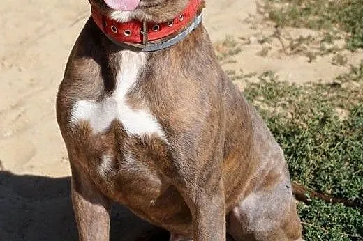 SUPER AMSTAFF TAJSON PIEKNY, MIŁY I GRZECZNY - ADOPTUJ!,  łódzkie Łódź