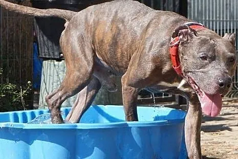 SUPER AMSTAFF TAJSON PIEKNY, MIŁY I GRZECZNY - ADO