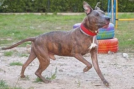 SUPER AMSTAFF TAJSON PIEKNY, MIŁY I GRZECZNY - ADO