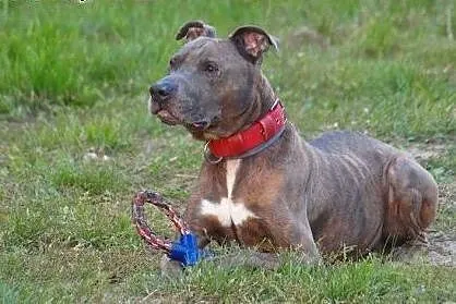 SUPER AMSTAFF TAJSON PIEKNY, MIŁY I GRZECZNY - ADO