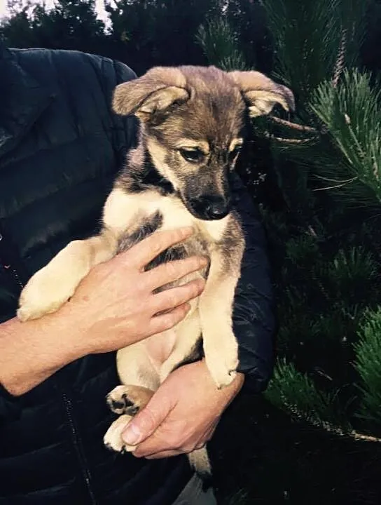 Szczeniak szuka domu! Mała suczka adopcja