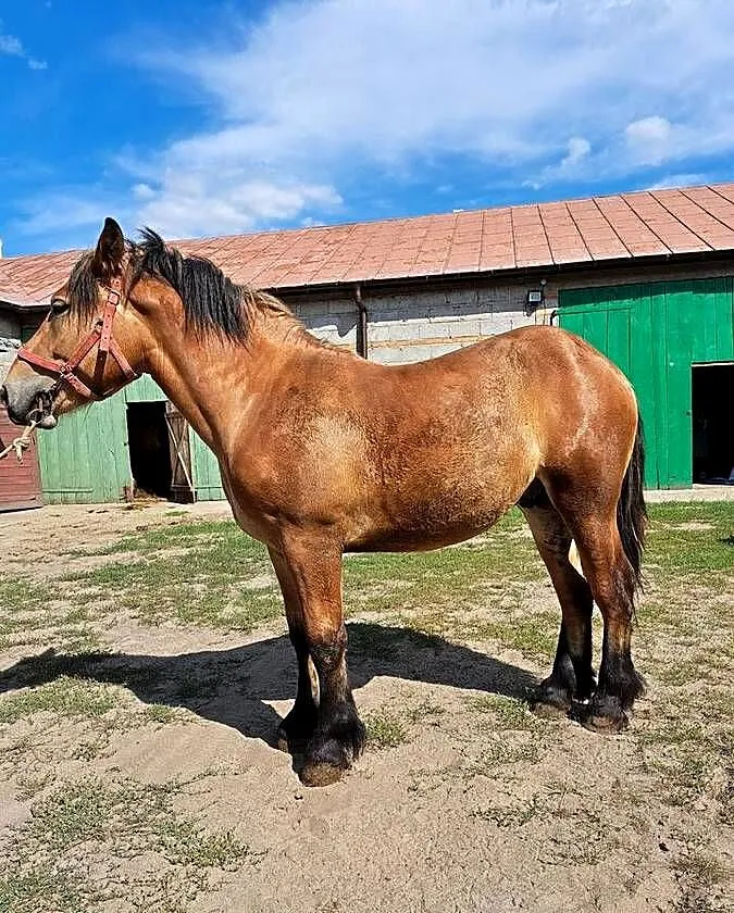 Sprzedam ogiera, Mazowieckie, Gąbin