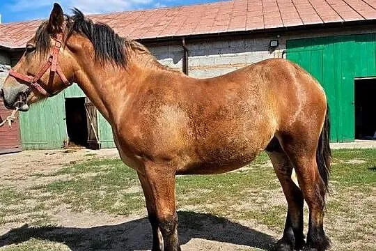 Sprzedam ogiera, Mazowieckie, Gąbin
