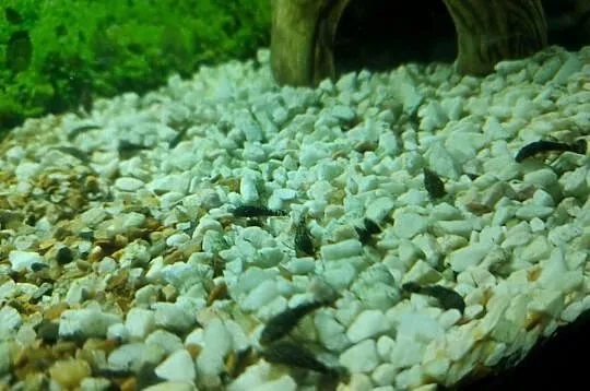 Rybki akwariowe glonojad zbrojnik, Małopolskie, Nowy Targ